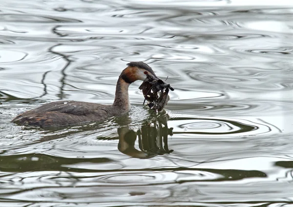 Great Crested Grebe with Nesting Material — Stok fotoğraf