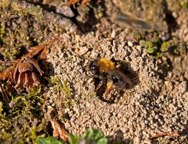 Mining Bee at nest hole — Stock Photo, Image