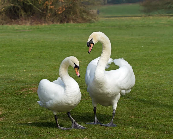 Ztlumení labutě nakrytá dvojice — Stock fotografie