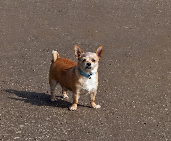 Small Dog with Attitude — Stock Photo, Image