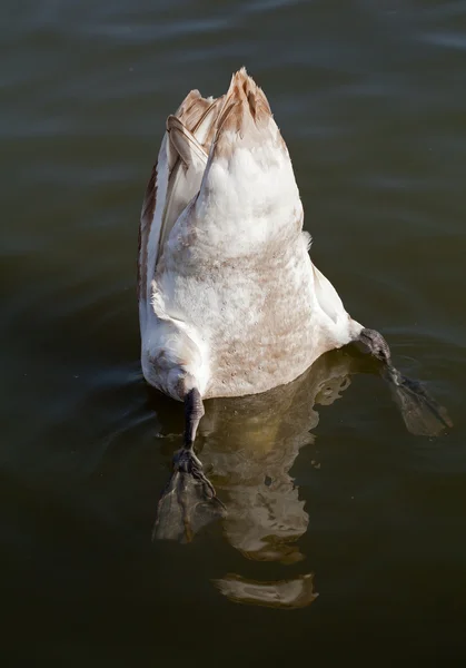 Cisne arriba — Foto de Stock