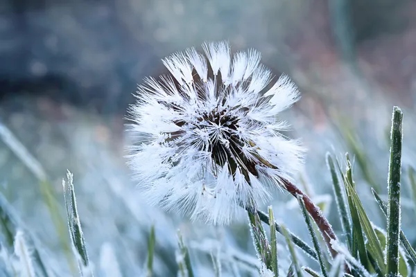 Frozen Dandelion — Stock Photo, Image