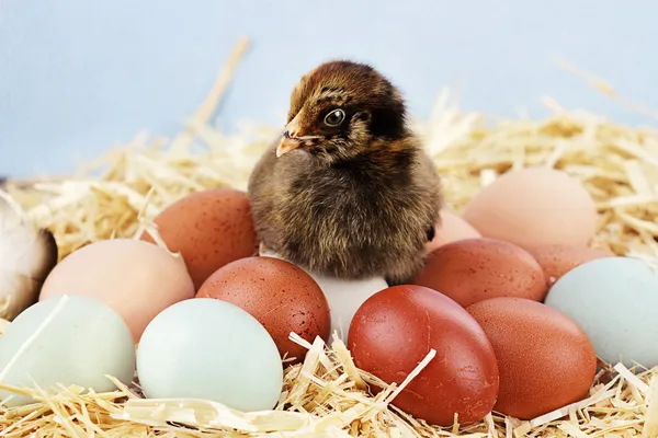 Araucana kuřátka a vejce — Stock fotografie