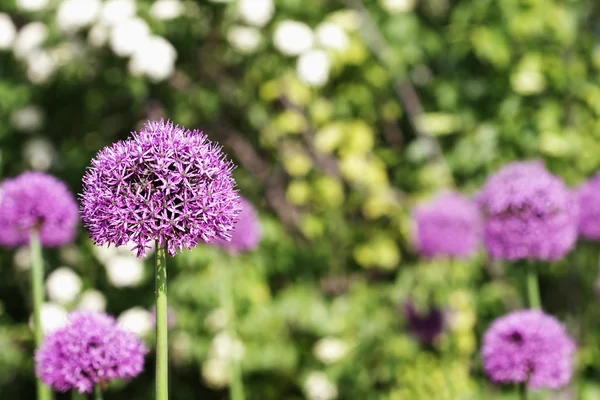 Floración Global Allium — Foto de Stock