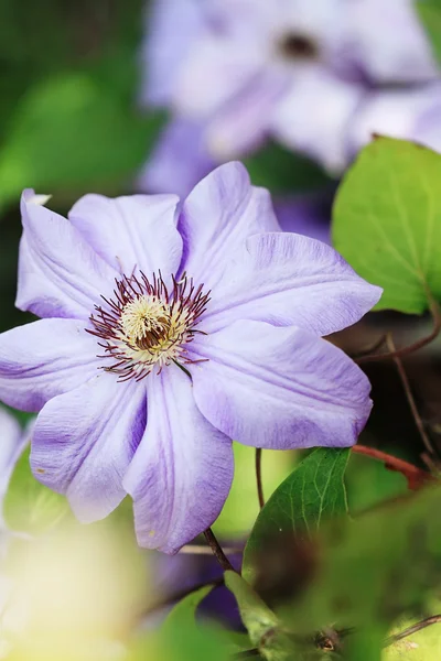 stock image Clematis