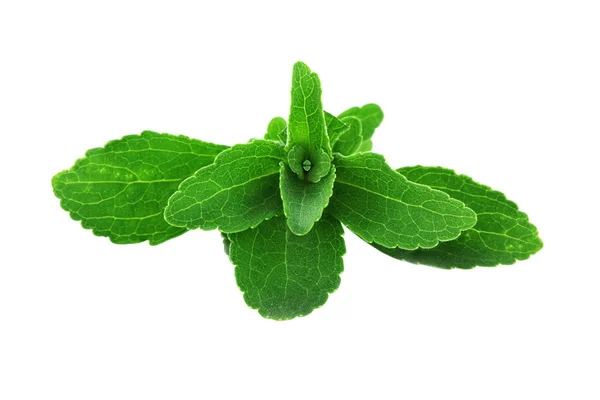 Stevia levelek — Stock Fotó