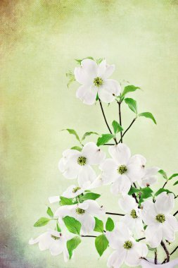Dogwood Blossoms clipart