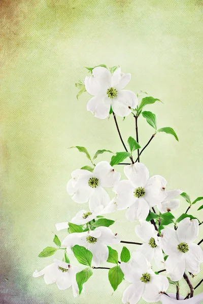 Dogwood květy — Stock fotografie