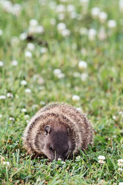 Groundhog Eating — Stock Photo, Image