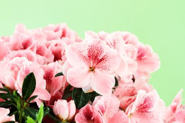 Pink Azaleas clipart