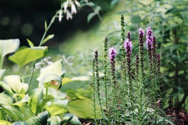 Liatris or Blazing Star clipart