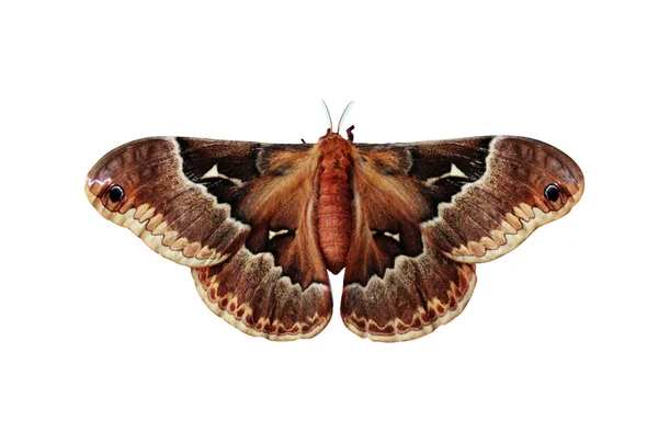 Callosamia promethea — Φωτογραφία Αρχείου