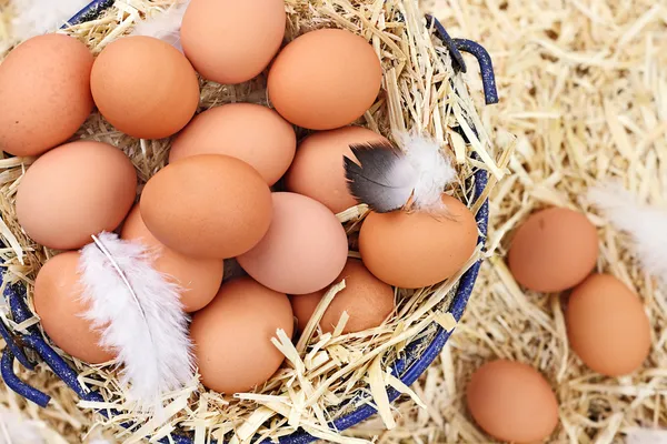 Verse biologische boerderij eieren — Stockfoto