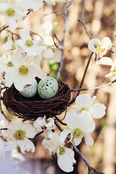 Eier und Nest im Frühling — Stockfoto