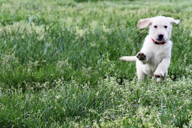 English Cream Labrador Retriever - Golden Retriever Mix clipart