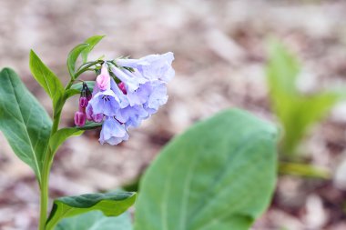 Virigina Bluebells