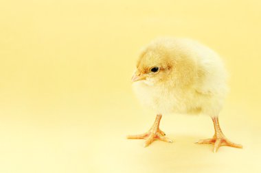 Chick On Yellow Background clipart