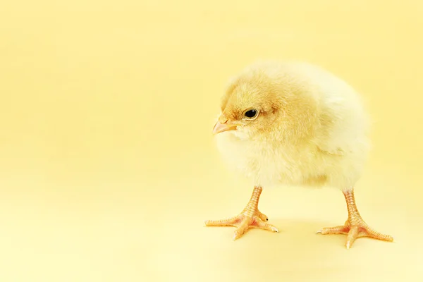 Цыпленок на желтом фоне — стоковое фото