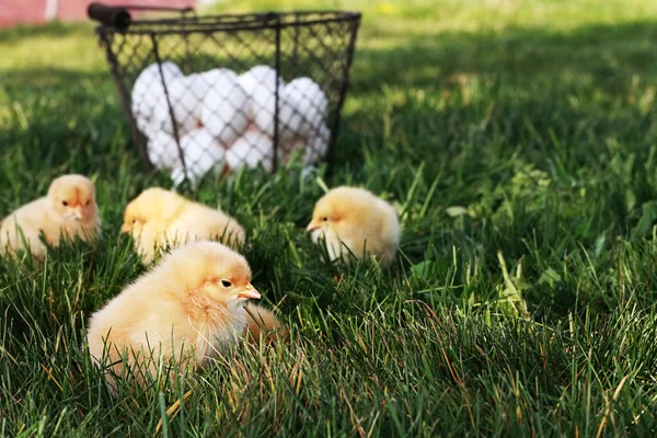 Volného chovu kuřat — Stock fotografie