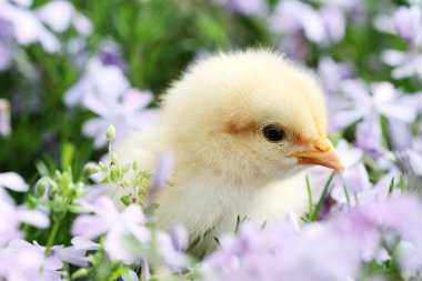 Chick in Flowers clipart