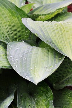 Hosta soyut