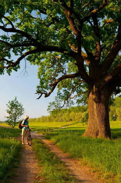 Jovem viajante com bicicleta e câmera olhando para enorme carvalho ao lado da estrada rural no dia ensolarado da primavera — Fotografia de Stock