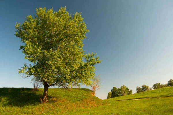 Krásná krajina, ukazující osamělý strom, louka a jasné modré nebe na slunný jarní den — Stock fotografie