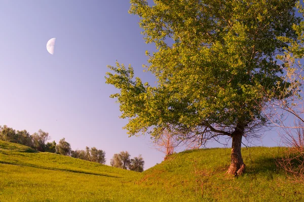 木、草原、月および明確な空 — ストック写真