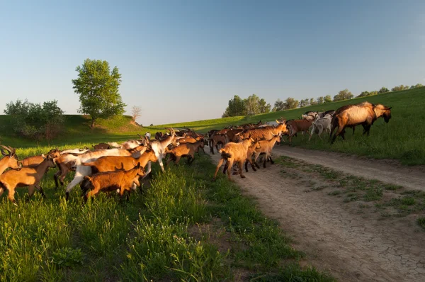 Beautiful landscape showing herd of goats on sunny spring day — Stock Photo, Image