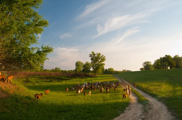 Прекрасный пейзаж, показывающий стадо коз в солнечный весенний день — стоковое фото