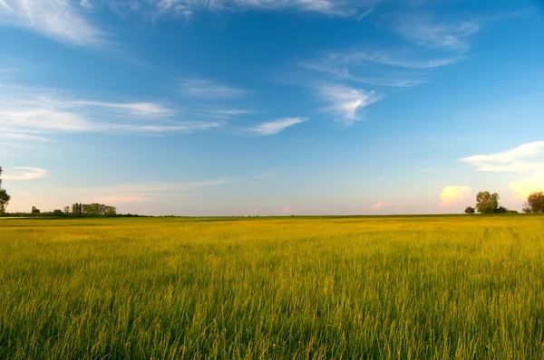 巨大な緑の牧草地、日当たりの良い春の日に白い雲と青い空 — ストック写真