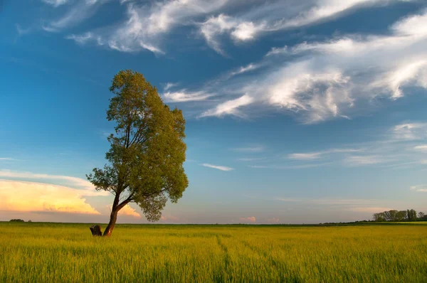 Красивый пейзаж с деревьями на лугу и голубым небом в солнечный весенний день — стоковое фото
