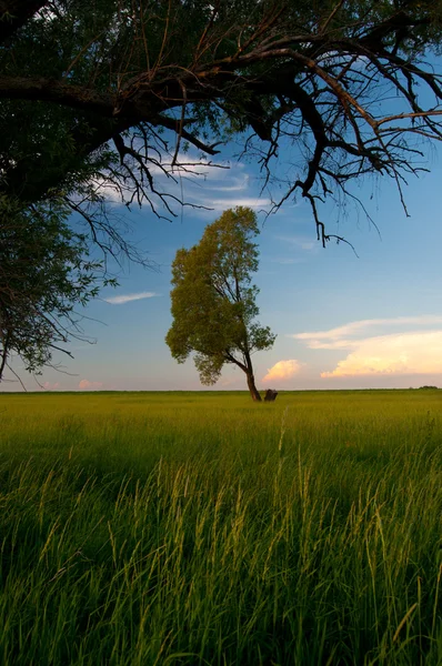 Güzel manzara gösteren ağaca çayır ve mavi gökyüzü güneşli bir bahar gününde — Stok fotoğraf