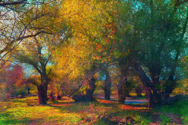 艺术 grunge 景观显示日阳光明媚的秋日的美丽古老的森林. — 图库照片