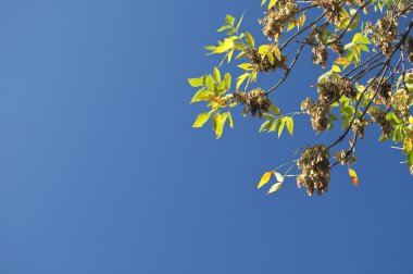 güzel ve güneşli bir sonbahar günü parkta renkli yaprakları