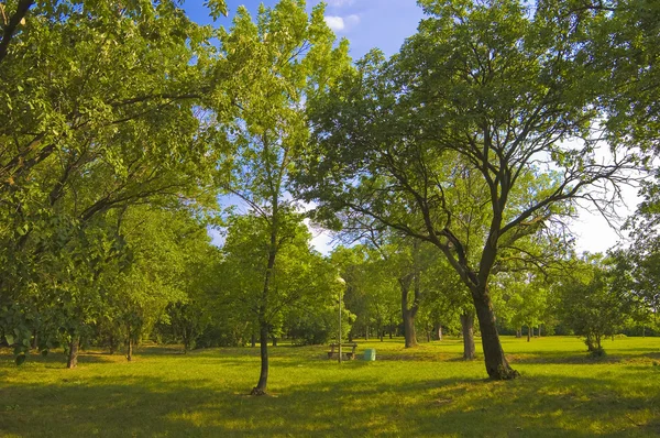 Schöner sonniger Tag im Park — Stockfoto