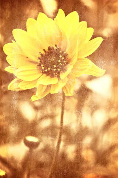 Arte grunge fondo floral — Foto de Stock