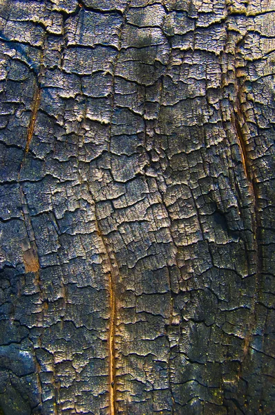 Gamla brända träd — Stockfoto