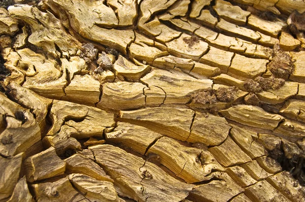 Fundo de madeira rachado — Fotografia de Stock