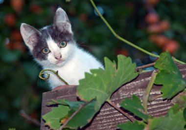 küçük beyaz kedi çatıdan merakla izliyor