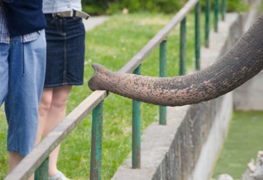 Elephant begging for food in zoo clipart