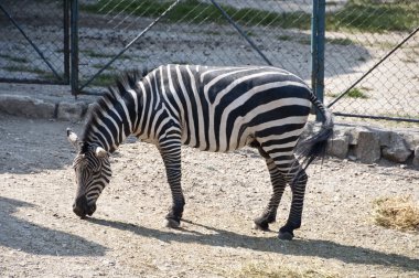 Zebra hayvanat bahçesinde