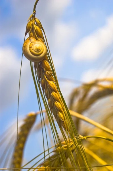 stock image Snail on the corn up close