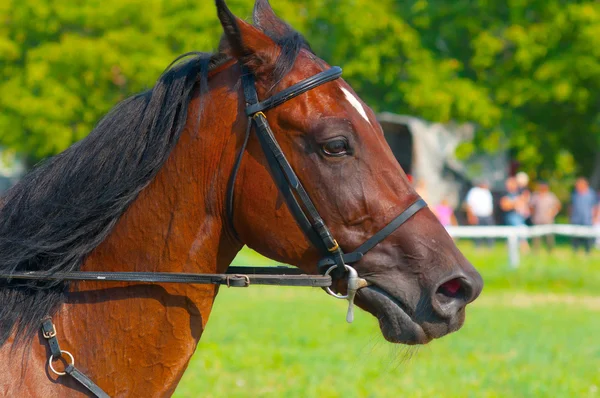 Retrato del hermoso caballo mostrando su cabeza y cuello desde el perfil — Foto de Stock