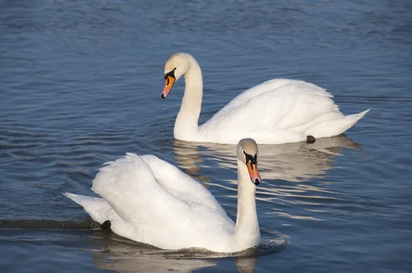 stock image White swans swim in the lake