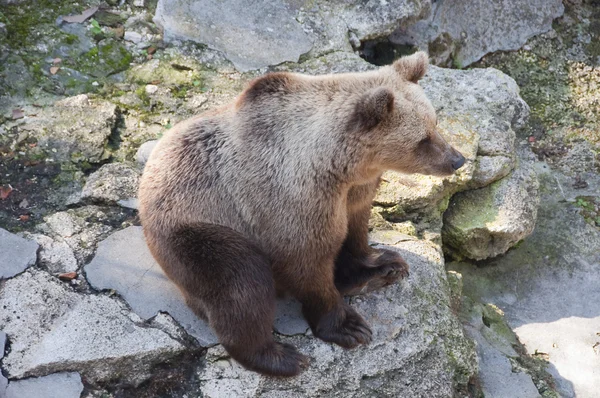 Brown bear standing on the rock — Stock Photo, Image