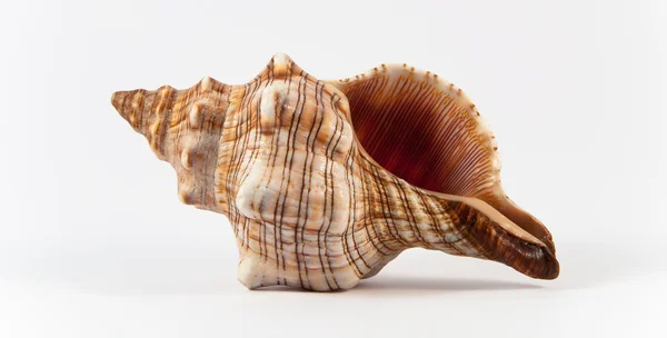 stock image Sea shell