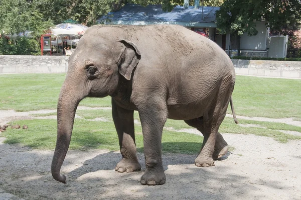 Elephant in the zoo — Stock Photo, Image