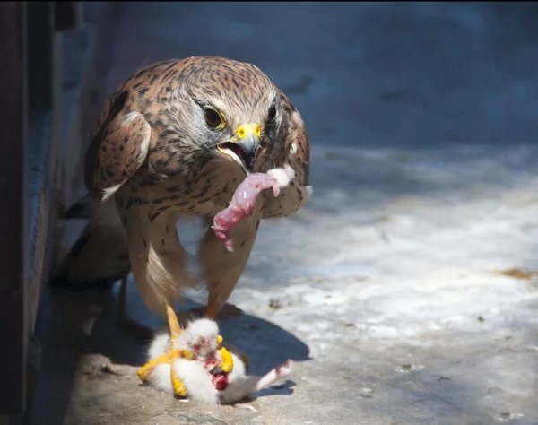 Hawk eats mouse inside cage in the zoo