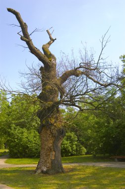 çok eski ve yarısı tahrip oak Park